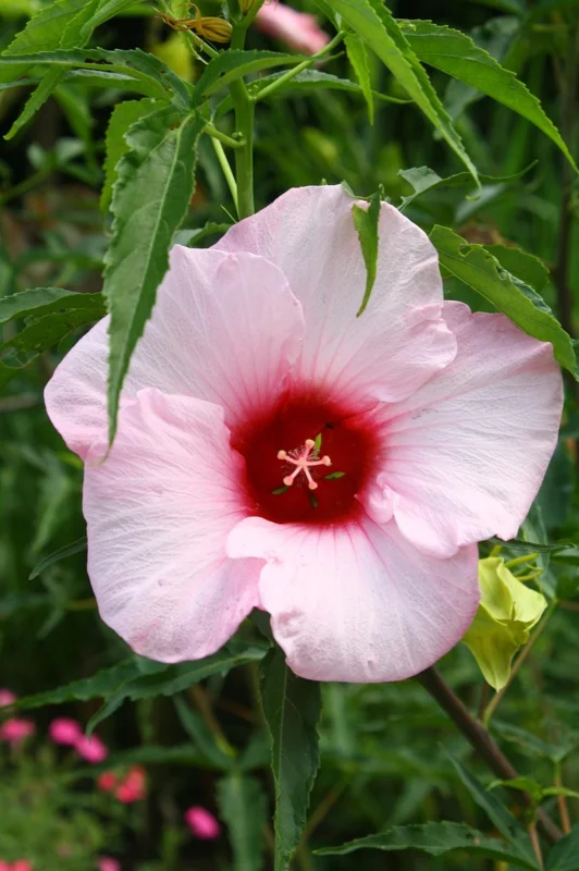 Hardy Hibiscus Lady Baltimore Live Plant - 3 Pack, 4-6 Inches Tall, Giant Pink Blooms, Outdoor - Image 7