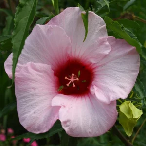 Hardy Hibiscus Lady Baltimore Live Plant - 3 Pack, 4-6 Inches Tall, Giant Pink Blooms, Outdoor - Image 8