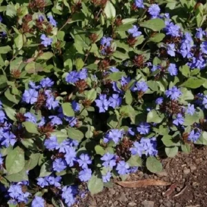 Hardy Plumbago Live Plant – Ceratostigma Plumbaginoides – Starter Plant – 2.5 x 3.5 Inch Pot – Zone 5-9 - Image 1