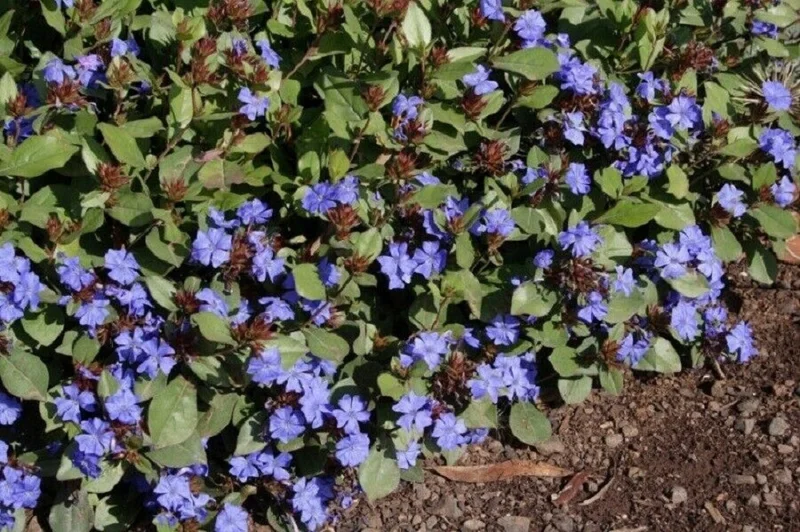 Hardy Plumbago Live Plant – Ceratostigma Plumbaginoides – Starter Plant – 2.5 x 3.5 Inch Pot – Zone 5-9 - Image 1