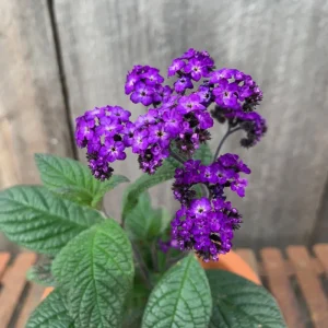 Heliotrope Fragrant Delight Live Plants - 2 Pack, 5-9 in, Deep Purple Blooms, Vanilla Scented, Outdoor - Image 2