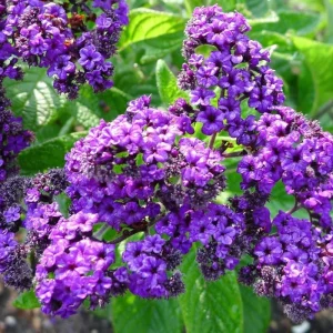 Heliotrope Fragrant Delight Live Plants - 2 Pack, 5-9 in, Deep Purple Blooms, Vanilla Scented, Outdoor - Image 3