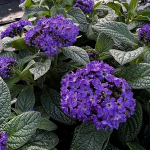 Heliotrope Fragrant Delight Live Plants - 2 Pack, 5-9 in, Deep Purple Blooms, Vanilla Scented, Outdoor - Image 4