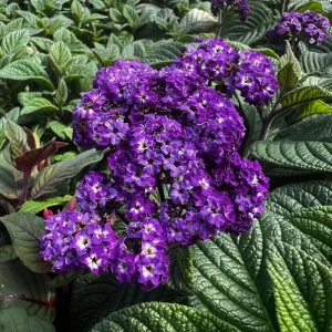 Heliotrope Fragrant Delight Live Plants - 2 Pack, 5-9 in, Deep Purple Blooms, Vanilla Scented, Outdoor - Image 5