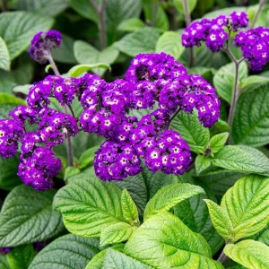 Heliotrope Fragrant Delight Live Plants - 2 Pack, 5-9 in, Deep Purple Blooms, Vanilla Scented, Outdoor - Image 1