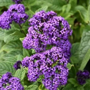 Heliotrope Fragrant Delight Live Plants - 2 Pack, 5-9 in, Deep Purple Blooms, Vanilla Scented, Outdoor - Image 6