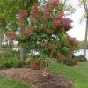Heptacodium 'Temple of Bloom' Live Plant – Starter Shrub – Approx 5-7 Inch Tall - Image 1