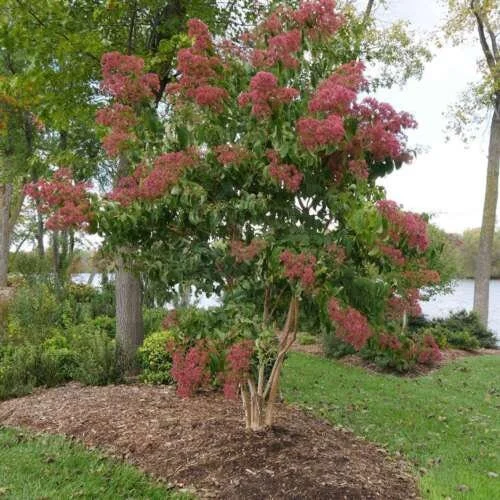 Heptacodium 'Temple of Bloom' Live Plant – Starter Shrub – Approx 5-7 Inch Tall - Image 1