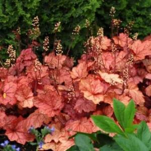 Heuchera 'Georgia Peach' Live Plant - Peach Coral Bells - 2.5x3.5 Inch Pot - Image 1