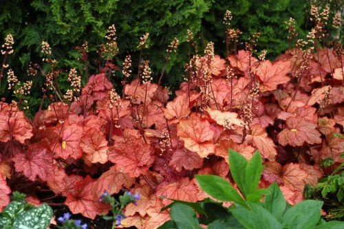 Heuchera 'Georgia Peach' Live Plant - Peach Coral Bells - 2.5x3.5 Inch Pot - Image 1