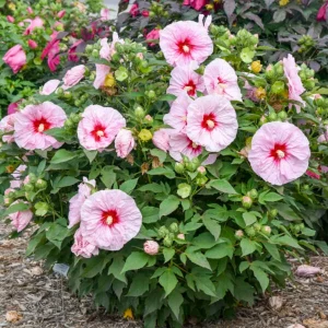 Hibiscus 'All Eyes On Me' Live Plant – 2.5x3.5 inch Pot – Zone 4-9 Perennial - Image 1