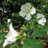 Hibiscus 'Diana' Starter Plant - White Rose of Sharon Shrub - Live, 4-6 Inch - Image 1