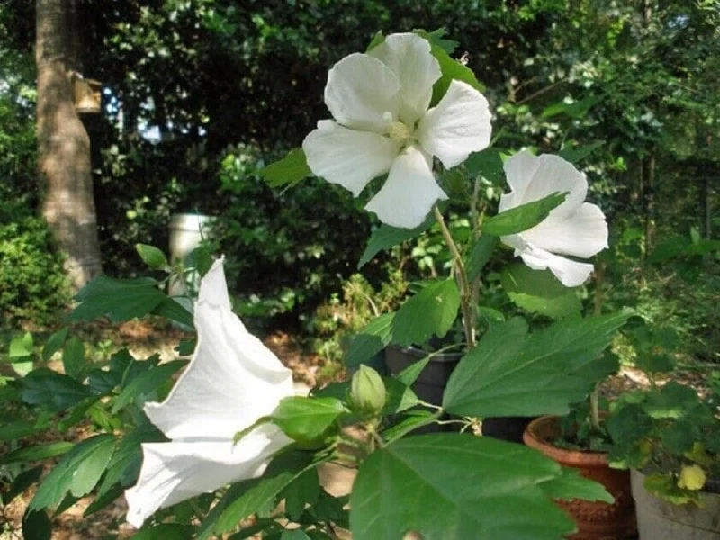 Hibiscus 'Diana' Starter Plant - White Rose of Sharon Shrub - Live, 4-6 Inch - Image 1