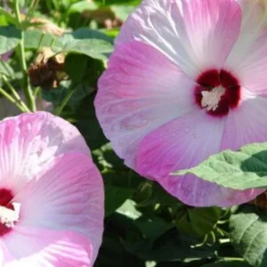 Hibiscus Moscheutos Starter Plant - Perennial, 3-7 ft, White Pink Red Flowers - Image 2