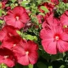 Hibiscus Moscheutos Starter Plant - Perennial, 3-7 ft, White Pink Red Flowers - Image 1