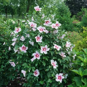 Hibiscus 'PARAPLU PINK INK' Live Plant - Starter, Pink & Red, 5-7 Inch - Image 2