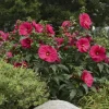 Hibiscus 'SUMMER IN PARADISE' Live Plant - 2.5x3.5 Inch Pot - Zone 4-9 - Image 1