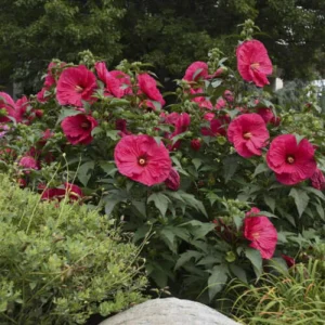 Hibiscus 'SUMMER IN PARADISE' Live Plant - 2.5x3.5 Inch Pot - Zone 4-9 - Image 1