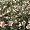 Hibiscus Syriacus 'Hamabo' Live Plant - White & Pink Flowers, 5-7 Inch Starter - Image 1
