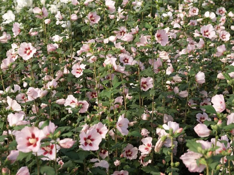 Hibiscus Syriacus 'Hamabo' Live Plant - White & Pink Flowers, 5-7 Inch Starter - Image 1