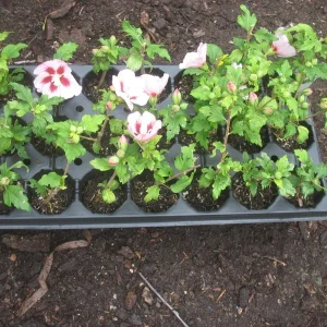 Hibiscus Syriacus 'Hamabo' Live Plant - White & Pink Flowers, 5-7 Inch Starter - Image 2