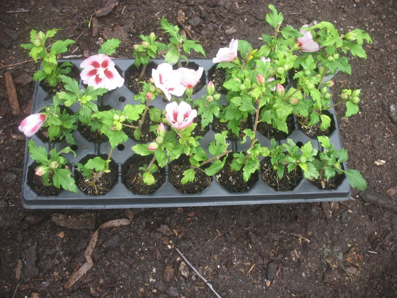 Hibiscus Syriacus 'Hamabo' Live Plant - White & Pink Flowers, 5-7 Inch Starter - Image 2