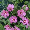 Hibiscus syriacus 'Woodbridge' Live Plant - 4-6 Inch Starter Bush - Outdoor - Image 1