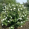 Hibiscus 'Totus Albus' White Rose of Sharon Live Plant – 4-6 Inch Starter - Image 1