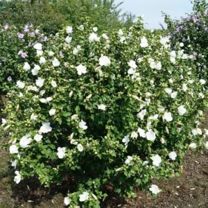 Hibiscus 'Totus Albus' White Rose of Sharon Live Plant – 4-6 Inch Starter - Image 1