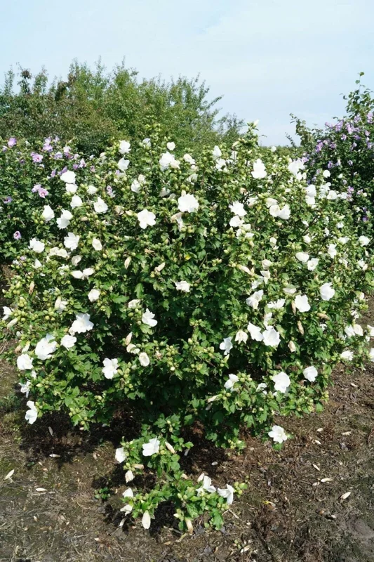Hibiscus 'Totus Albus' White Rose of Sharon Live Plant – 4-6 Inch Starter - Image 1