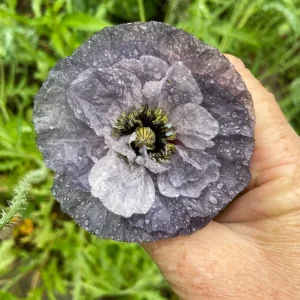 Himalayan Blue Poppy Seeds - Meconopsis Betonicifolia - Perennial Flower Seeds - Image 3