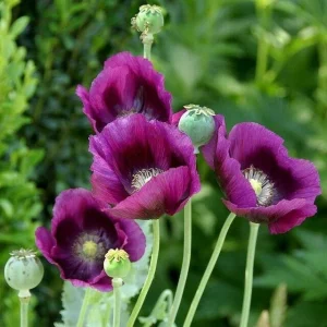 Himalayan Blue Poppy Seeds - Meconopsis Betonicifolia - Perennial Flower Seeds - Image 4