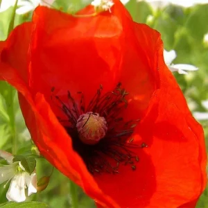 Himalayan Blue Poppy Seeds - Meconopsis Betonicifolia - Perennial Flower Seeds - Image 5