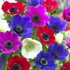 Himalayan Blue Poppy Seeds - Meconopsis Betonicifolia - Perennial Flower Seeds - Image 1