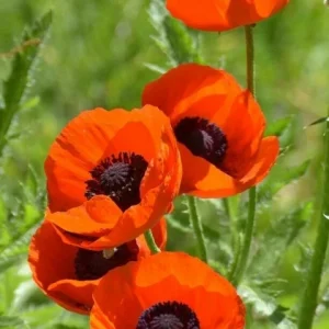 Himalayan Blue Poppy Seeds - Meconopsis Betonicifolia - Perennial Flower Seeds - Image 7