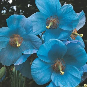 Himalayan Blue Poppy Seeds - Meconopsis Betonicifolia - Perennial Flower Seeds - Image 8
