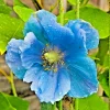 Himalayan Blue Poppy Seeds - Meconopsis Perennial Flower Seeds, 1000 Count - Image 1
