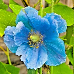 Himalayan Blue Poppy Seeds - Meconopsis Perennial Flower Seeds, 1000 Count - Image 1