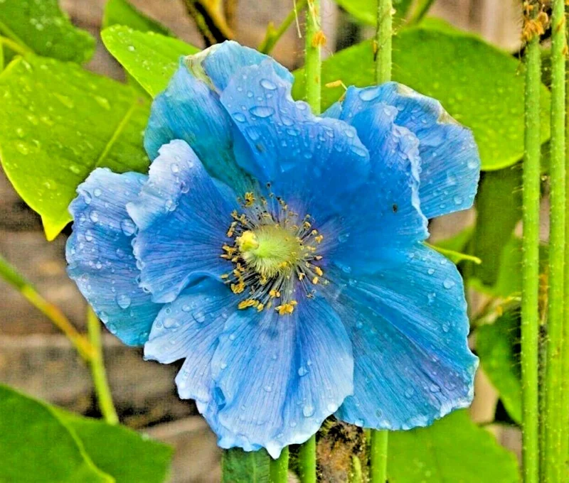 Himalayan Blue Poppy Seeds - Meconopsis Perennial Flower Seeds, 1000 Count - Image 1
