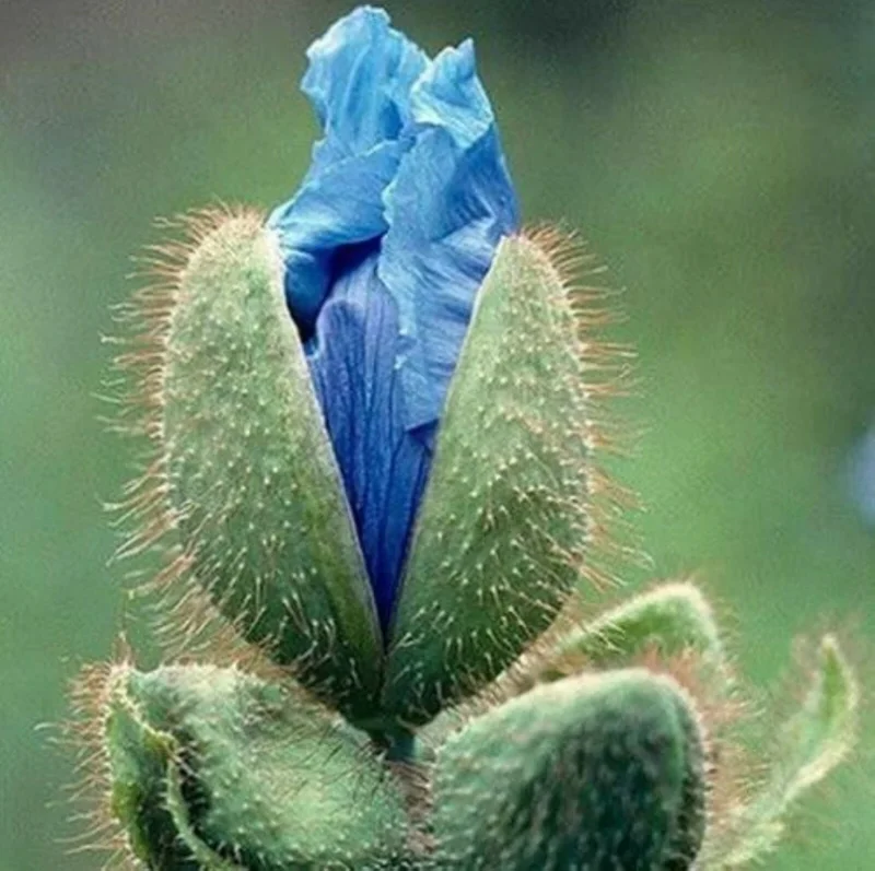 Himalayan Blue Poppy Seeds - Meconopsis Perennial Flower Seeds, 1000 Count - Image 3