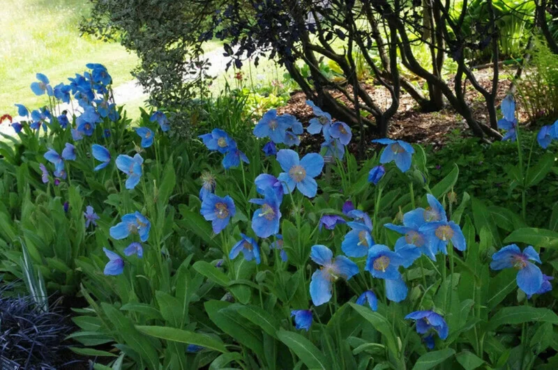 Himalayan Blue Poppy Seeds - Meconopsis Perennial Flower Seeds, 1000 Count - Image 6