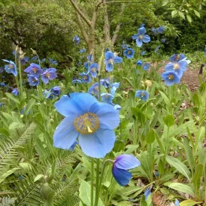 Himalayan Blue Poppy Seeds - Meconopsis Perennial Flower Seeds, 1000 Count - Image 7