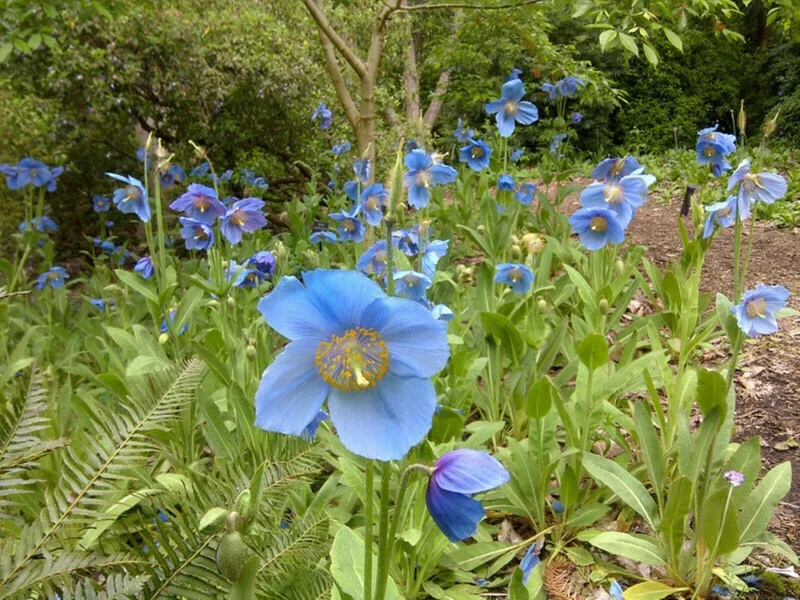 Himalayan Blue Poppy Seeds - Meconopsis Perennial Flower Seeds, 1000 Count - Image 7