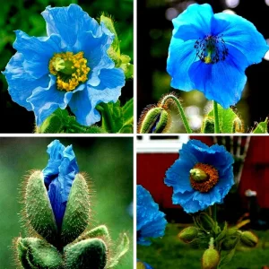 Himalayan Blue Poppy Seeds - Meconopsis Perennial Flower Seeds - 50000 Count - Image 1