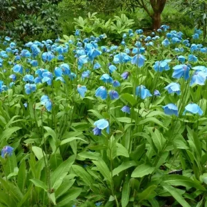 Himalayan Blue Poppy Seeds - Meconopsis Perennial Flower Seeds, 1000 Count - Image 8
