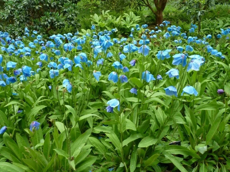 Himalayan Blue Poppy Seeds - Meconopsis Perennial Flower Seeds, 1000 Count - Image 8
