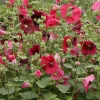 Hollyhock 'Indian Spring' Live Plant – Mixed Colors – 2.5x3.5 Inch Pot – Outdoor - Image 1