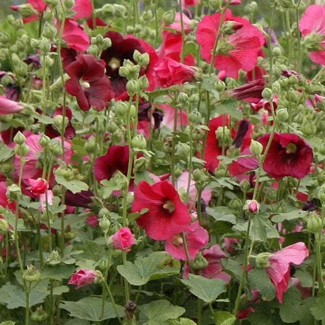 Hollyhock 'Indian Spring' Live Plant – Mixed Colors – 2.5x3.5 Inch Pot – Outdoor - Image 1