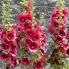Hollyhock Summer Carnival Mix Flower Seeds - 30+ Perennial Alcea rosea Outdoor - Image 1