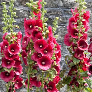 Hollyhock Summer Carnival Mix Flower Seeds - 30+ Perennial Alcea rosea Outdoor - Image 1